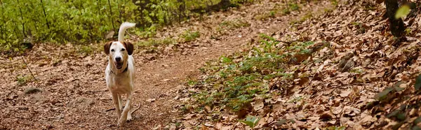 Photo de chien blanc mignon courant dans la forêt. Nature photo de chiens actifs, animal de compagnie en automne, bannière — Photo de stock