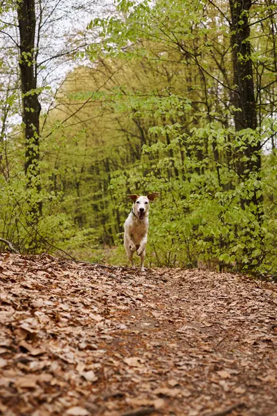 Зображення активної білої собаки, що біжить у лісі. Природа фото домашньої тварини розважається в лісі з листям — стокове фото