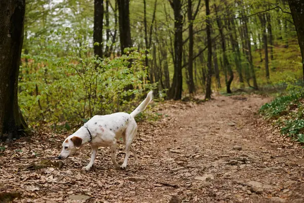 Foto von niedlichen weißen Hund läuft in Waldweg. Naturfoto von Haustieren, Hund im Laubfall — Stockfoto