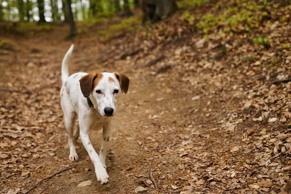 Изображение активной белой собаки, бегущей к камере в лесу. Фото домашних животных в лесу — стоковое фото