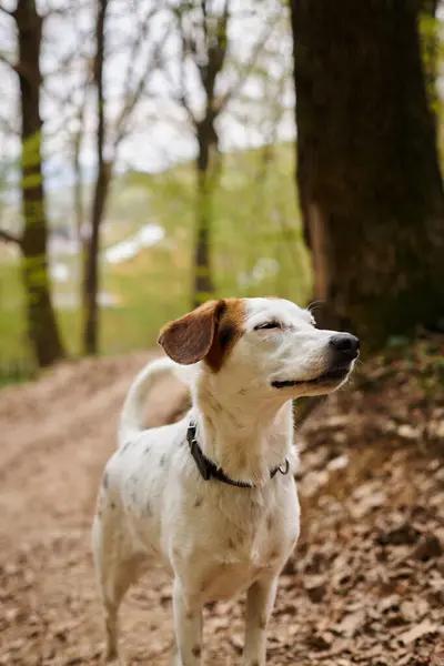 Imagen de tranquilo perro blanco lindo relajado de pie y descansando en el camino del bosque estrecho, los ojos cerrados - foto de stock