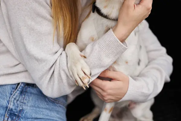 Imagem cortada de mulher gentilmente abraçando seu cão branco com pata de estimação em sua mão. Companheiro de cão — Fotografia de Stock