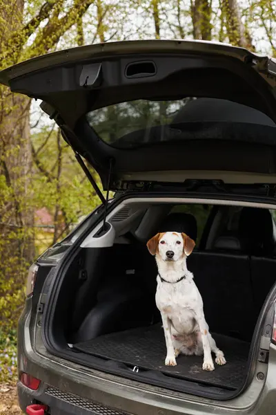 Cute loyal white dog with brown spots sitting at back of car in forest scenery at hiking halt — Stock Photo