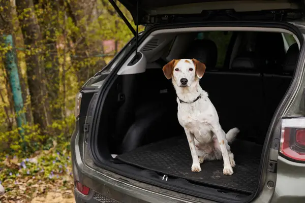 Cute loyal white dog with brown spots sitting at back of car in forest scenery looking curious — Stock Photo