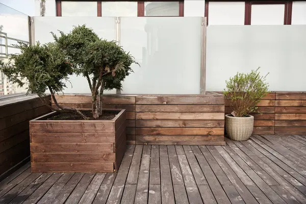 Ein kleiner Baum gedeiht in einem hölzernen Pflanzkübel auf einem Deck und verleiht dem Außenraum natürliche Schönheit und Ruhe — Stockfoto