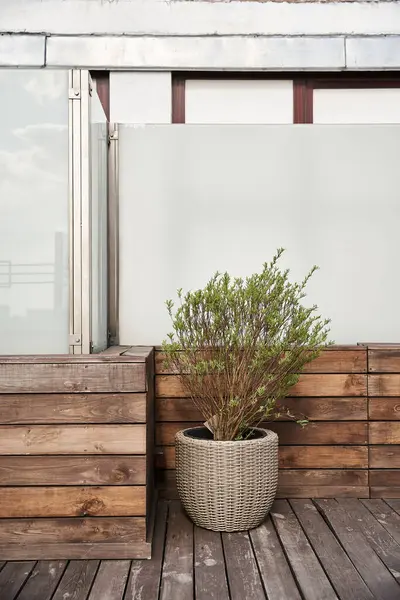 Uma planta em vaso vibrante dá vida a um deck de madeira sereno, criando um espaço ao ar livre tranquilo e convidativo — Fotografia de Stock