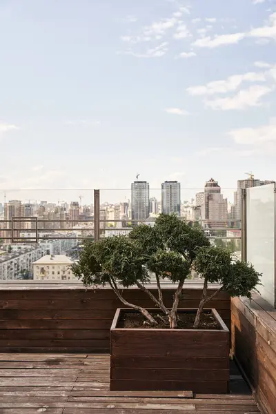 Uma árvore vibrante prospera graciosamente em um plantador em um deck de madeira rústica, banhada em luz solar e trazendo a natureza para este espaço urbano — Fotografia de Stock
