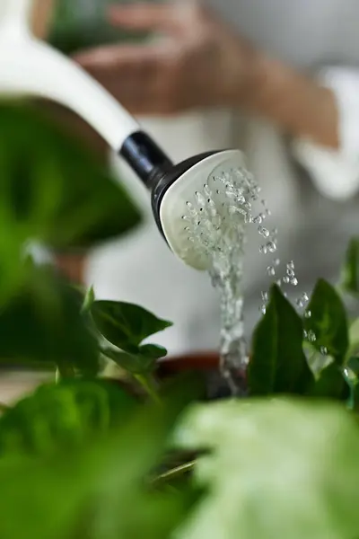A gardener waters lush green plants in a serene studio setting. — Stock Photo