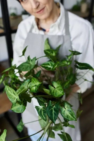 A gardener carefully tends to her thriving plants with love. — Stock Photo