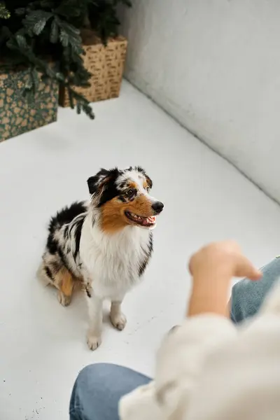 A couple shares laughter and affection at home while their dog eagerly plays nearby. — Stock Photo