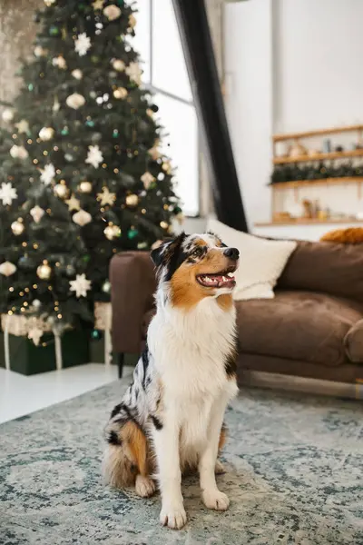 Fluffy dog sitting on floor in modern apartment, Christmas. — Stock Photo