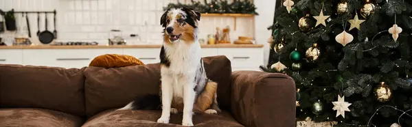 Adorable dog sitting on couch in modern apartment, Christmas tree. — Stock Photo