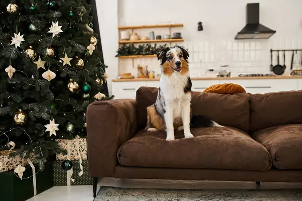 Fluffy dog sitting on couch in modern apartment, Christmas tree. — Stock Photo