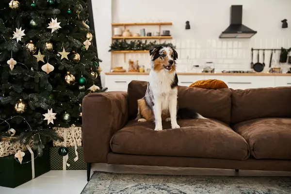 Cute dog sitting on couch in modern apartment, Christmas tree. — Stock Photo