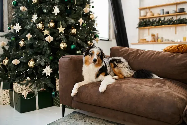 A cute dog relaxes on a couch, surrounded by a festive atmosphere. — Stock Photo