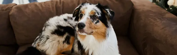 Adorable fluffy dog lying on sofa in modern apartment. — Stock Photo