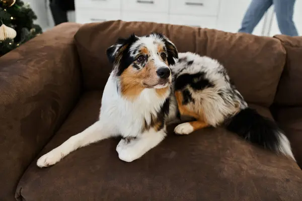 Niedlicher flauschiger Hund liegt auf Sofa in moderner Wohnung. — Stockfoto