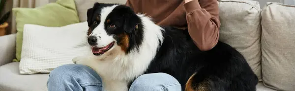 Man cuddles with his adorable Australian Shepherd in a stylish apartment, banner — Stock Photo