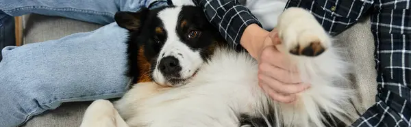 In a cozy modern apartment, a young man relaxes with his adorable Australian Shepherd dog, banner — Stock Photo
