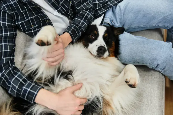 Cropped man interacts lovingly with his adorable Australian Shepherd at home. — Stock Photo