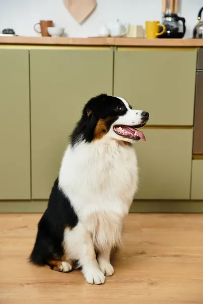 This playful Australian Shepherd relaxes happily on smooth hardwood floors in a chic living space. — Stock Photo
