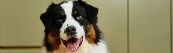 Australian Shepherd relaxes happily in a chic living space, banner — Stock Photo