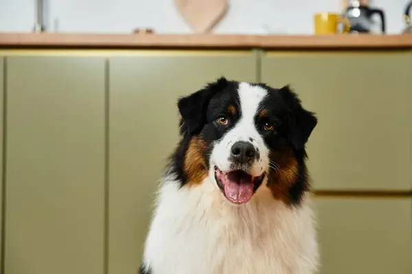 Playful Australian Shepherd in a cozy modern apartment. — Stock Photo