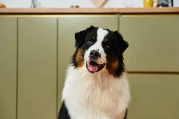 Cute Australian Shepherd in a modern apartment. — Stock Photo