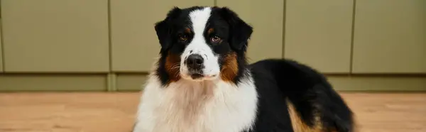 Adorable Australian Shepherd in a sleek apartment, banner — Stock Photo