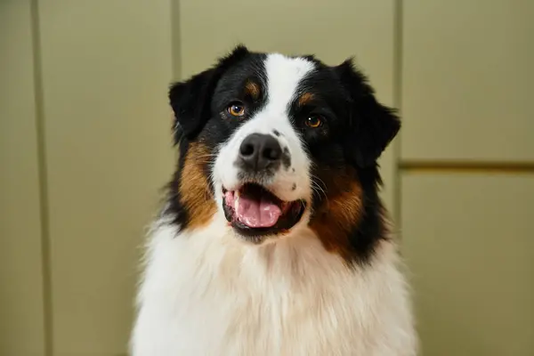 Australian Shepherd looking at camera in a chic living space. — Stock Photo