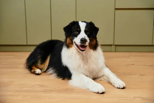 Australian Shepherd lying on smooth hardwood floors in a chic living space. — Stock Photo