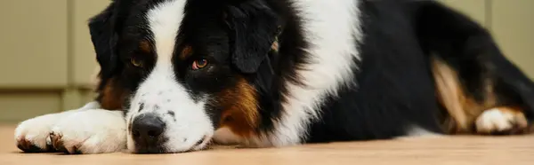 Cute Australian Shepherd relaxes on smooth hardwood floors in modern apartment, banner — Stock Photo