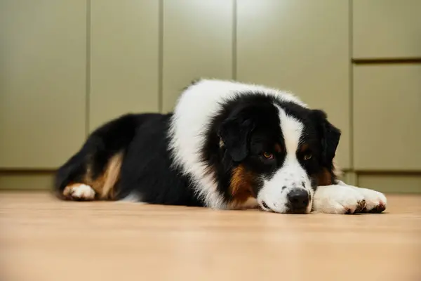 Tired Australian Shepherd relaxes on smooth hardwood floors in modern apartment — Stock Photo