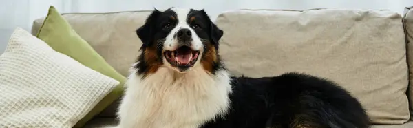 Playful Australian Shepherd relaxes happily on soft couch in living room, banner — Stock Photo