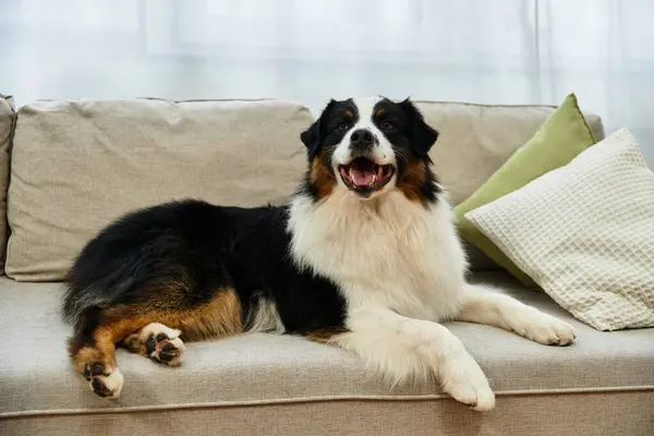 Australian Shepherd relaxes happily on soft couch in living room — Stock Photo