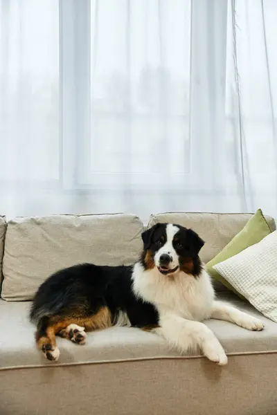 Australian Shepherd relaxes happily on soft couch in modern living room — Stock Photo