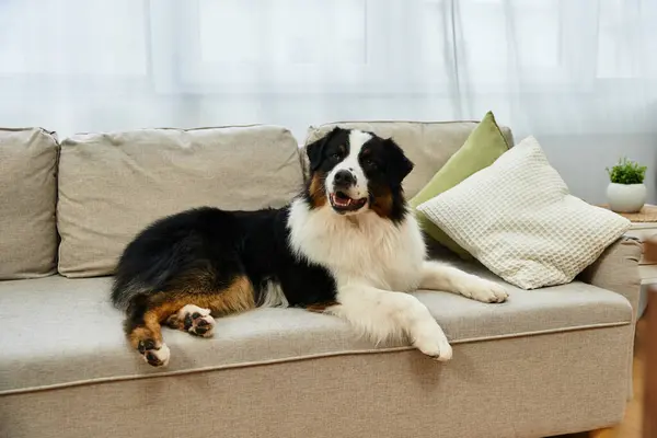 Australian Shepherd relaxes happily on soft sofa in modern living room — Stock Photo