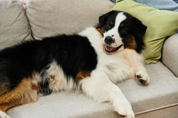 Furry Australian Shepherd in a modern apartment. — Stock Photo