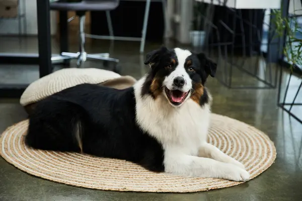 Adorable black and white dog relaxing in well lit office. — Stock Photo