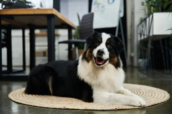 Lovely black and white dog relaxing in well lit office. — Stock Photo