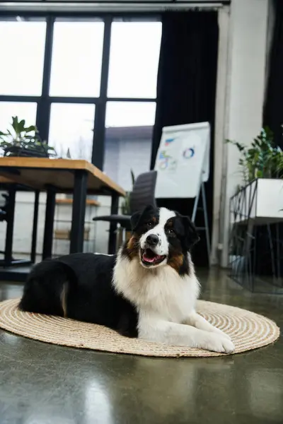 Furry black and white dog relaxing in well lit office. — Stock Photo