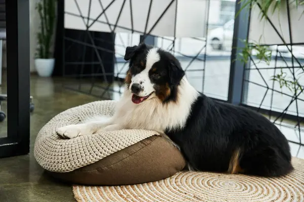 Friendly black and white dog relaxing in well lit office. — Stock Photo