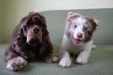 İki güzel köpek oynama