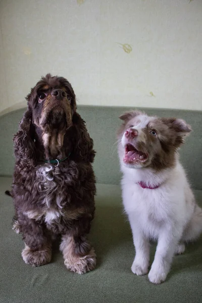 Dois Lindos Cães Brincando — Fotografia de Stock