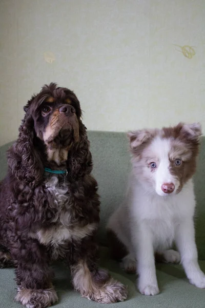 Dwa Piękne Psy Gry — Zdjęcie stockowe
