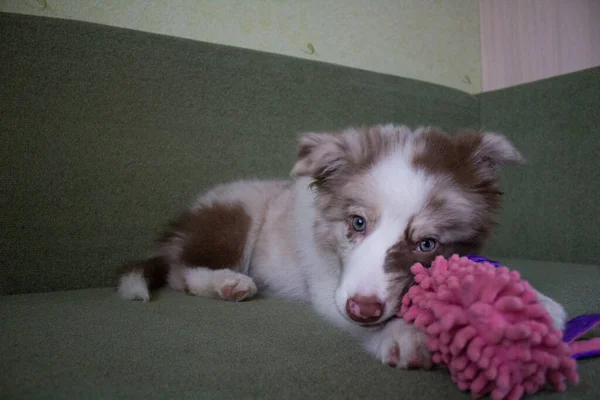 Portrait Cute Puppy Lying Couch — 图库照片