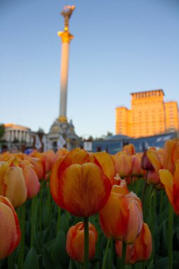 tulip flower in spring in Kyiv