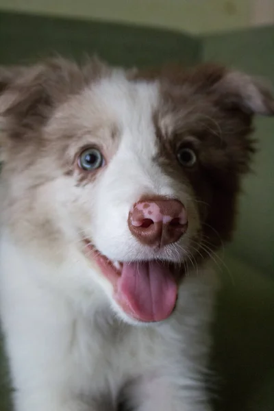 Retrato Cão Bonito Com Olhos Azuis — Fotografia de Stock