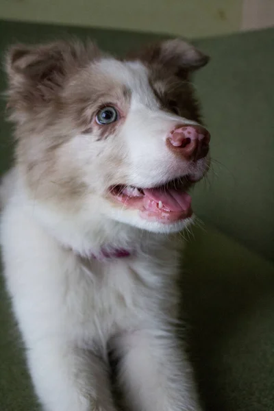Portrait Cute Dog Blue Eyes — Φωτογραφία Αρχείου