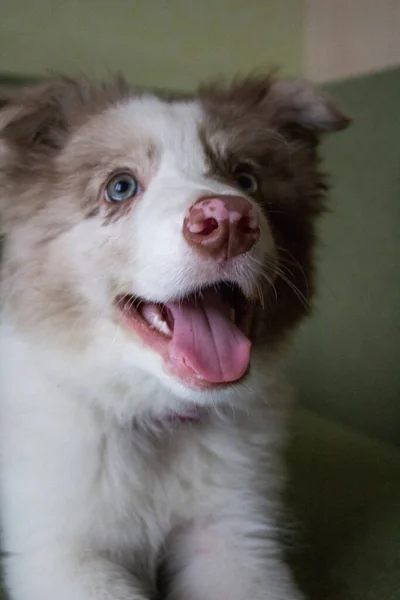 Portrait Cute Dog Blue Eyes — Zdjęcie stockowe